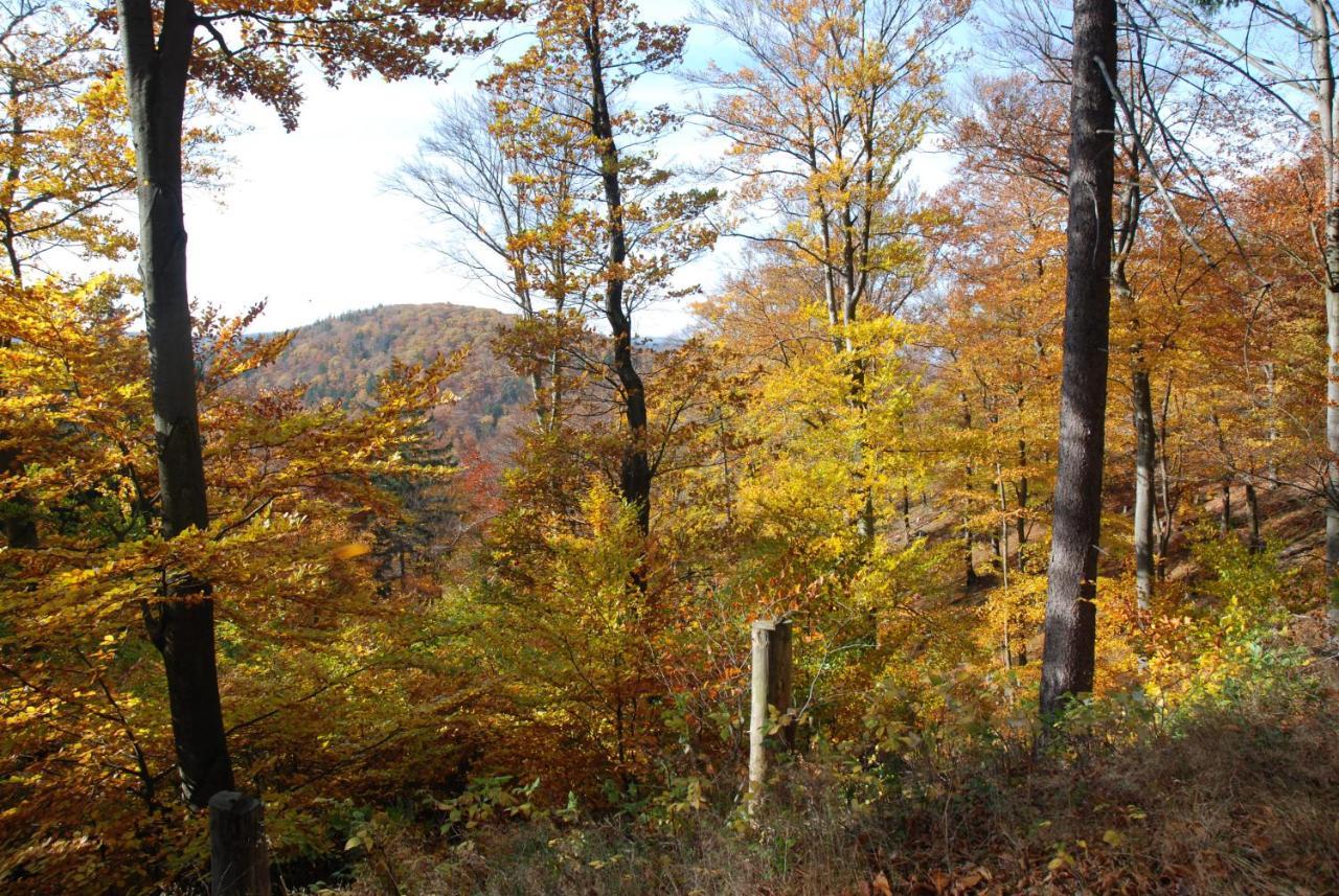 Ferienwohnung-Bergblick Bad Harzburg Exteriér fotografie
